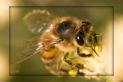 Bee in Macro
