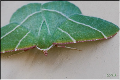 Red Fronted Emerald Moth