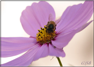Flower with Bee
