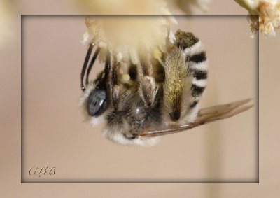Acrobatic Bee