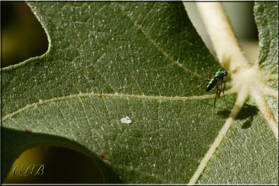 Long-Legged Fly (Dolichopodidae)