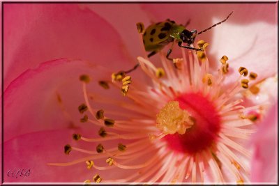 Leaf Beetle (family Chrysomelidae)