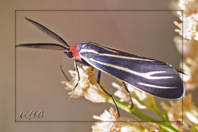 Tiger Moth - Veined Ctenucha