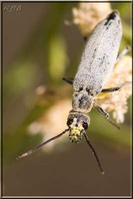 Blister Beetle