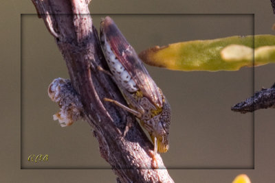 Leafhopper, aka Sharpshooter