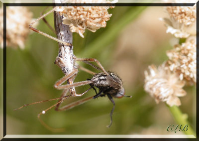 Assassin Bug with Fly