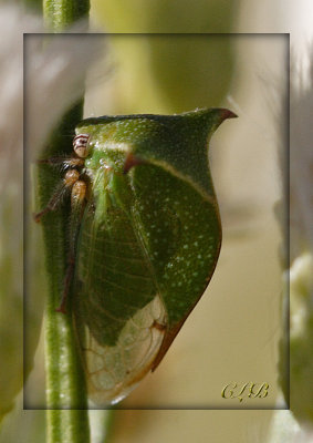 Treehopper Thorn Bug