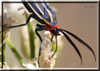 Tiger Moth