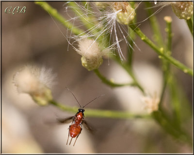Micro-wasp