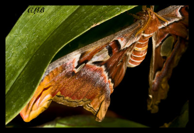  Atlas Moth