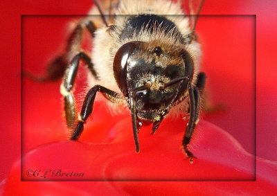 Honey Bee Face