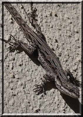 Ornate Tree Lizard