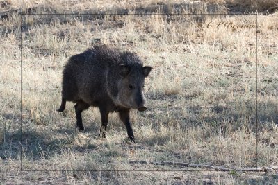 Collared Peccary, aka Javelina