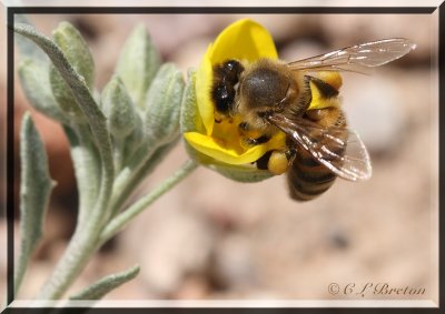 Bee In Yellow Flower - I