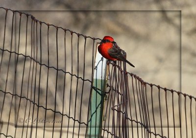 Vermilion Flycatcher