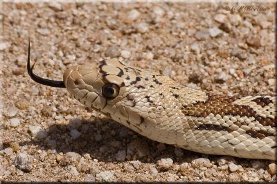 Arizona Gophersnake