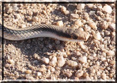  Western Patch-Nosed Snake