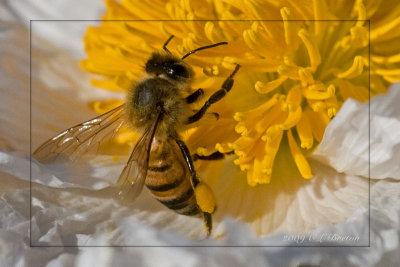 Honey Bee on Prickly Poppy