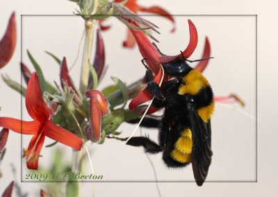 Honeysuckle Bee