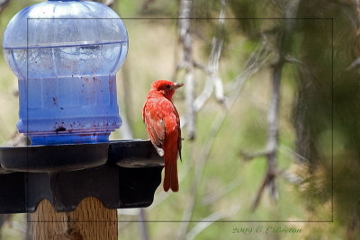 Summer Tanager