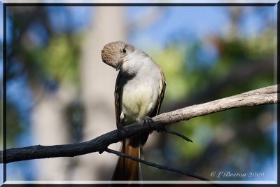 Ash-throated Flycatcher