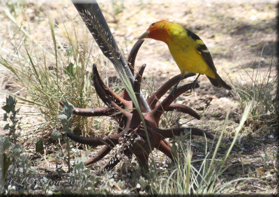 Western Tanager