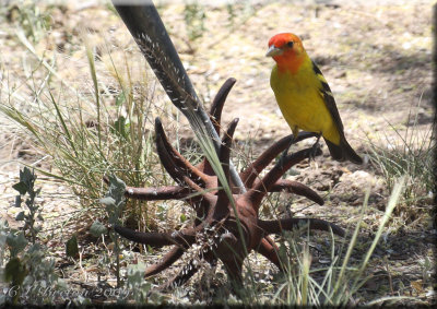 Western Tanager