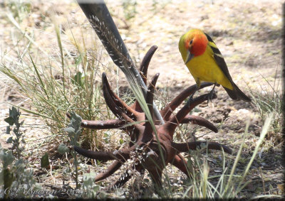 Western Tanager