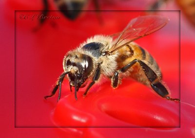 Bee on Red