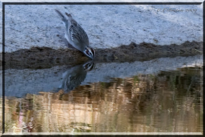 Lark Sparrow