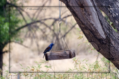 Blue Grosbeak