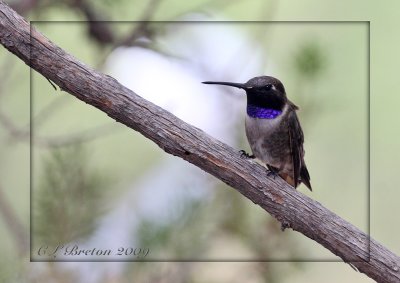 Black-chinned Male