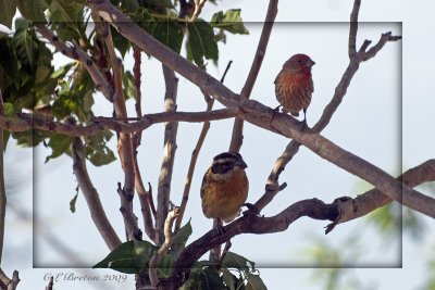 Finch and Grosbeak