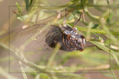 Cicada