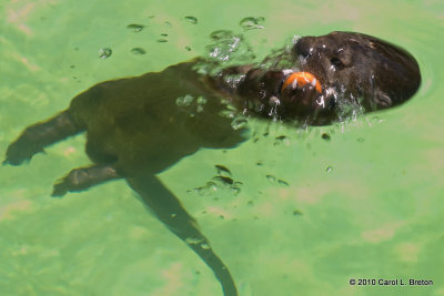 African Spotted-Necked Otter