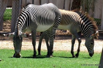 Grevy's Zebra