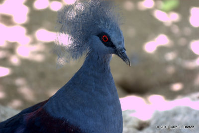 Blue-crowned Pigeon (New Guinea)