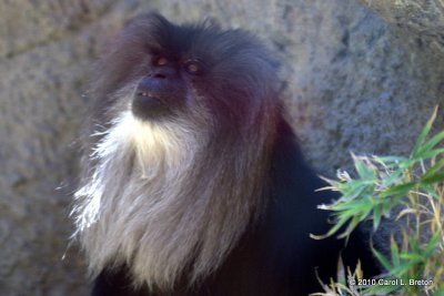 Lion-tailed Macaque