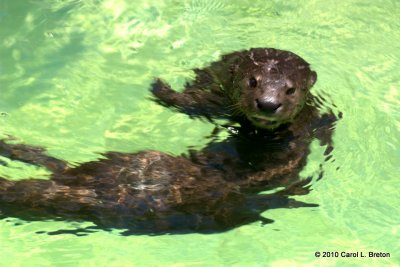 African Spotted-Necked Otter