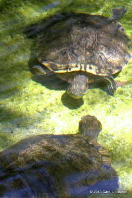 Turtles Under Water