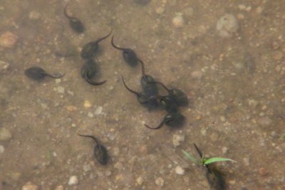 113 Tadpoles In a Road Puddle!