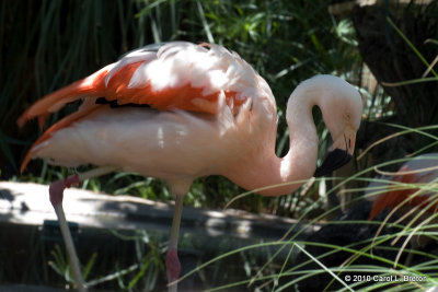 Chilean Flamingo