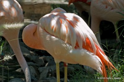 Chilean Flamingo