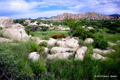 Our Beautiful Green Desert