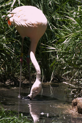 Chilean Flamingo