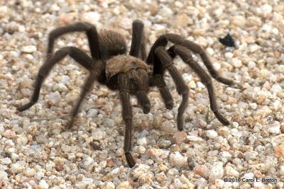 Tarantula