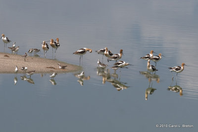 American Avocets and Phalaropes