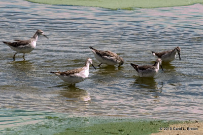 Wilson's Phalaropes