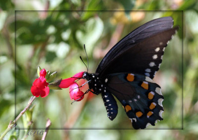 Pipevine Swallowtail