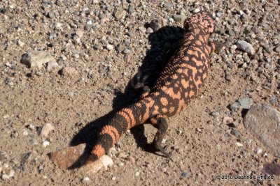 117 My Daughter Shot A Gila Monster!